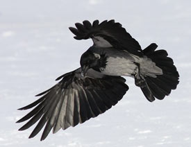 PhotoshopDVRTopaz ReMask v2.0.4ע(c)