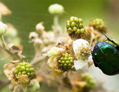 PhotoshopDƬ惦WEBøʽ