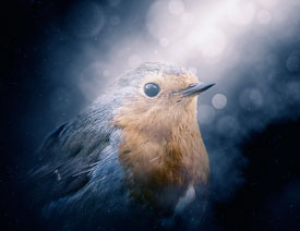 Photoshop(mng)Үd͸߹ⱳӢ