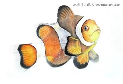 詳解彩色鉛筆畫之小丑魚的畫法