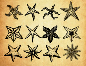 ���N����ĺ��ǈD��PS�Pˢ